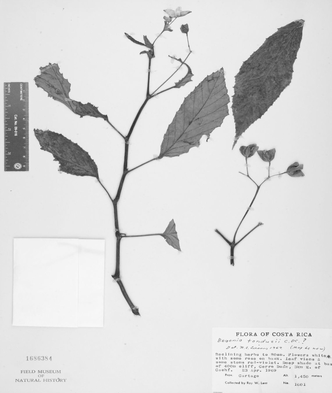B. liesneri